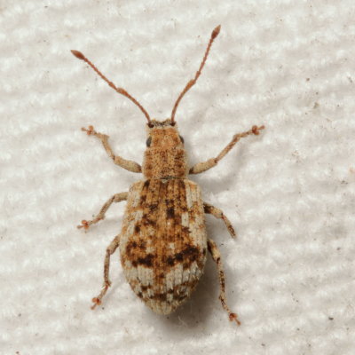 Pseudoedophrys hilleri * Peach Root Weevil