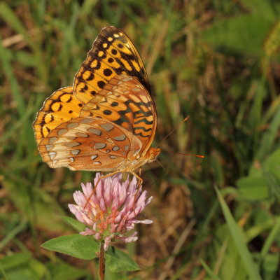 Great Spangled Fritillary