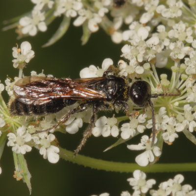 Subfamily Tiphiinae