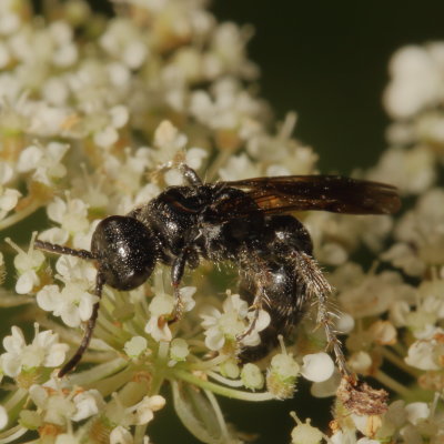 Tiphiidae :Tiphiid Wasps