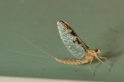 Callibaetis pretiosus / female imago