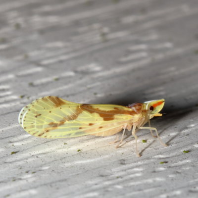 Derbidae : Derbid Planthoppers