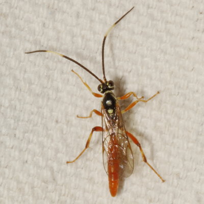 Genus Cratichneumon