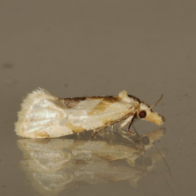 Hodges#3754.1 * Aethes angustana