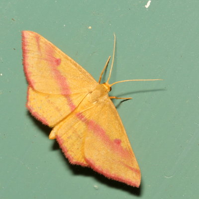 Hodges#7146 * Chickweed Geometer ♀ * Haematopis grataria