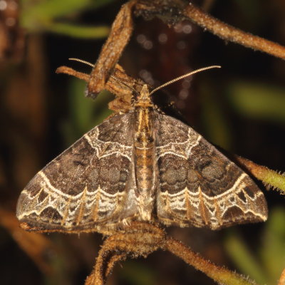 Hodges#7213 * Small Phoenix * Ecliptopera silaceata