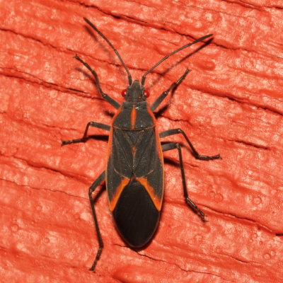 Boisea trivittata * Eastern Boxelder Bug