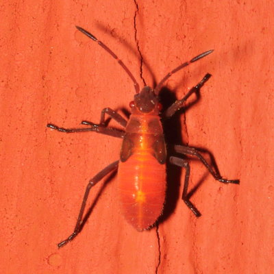 Boisea trivittata nymph