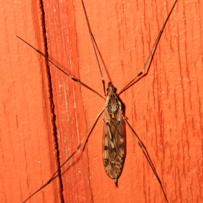 Tipula abdominalis * Giant Crane Fly ♀
