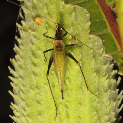 Black-horned Tree Cricket * Oecanthus nigricornis