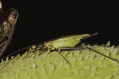 Black-horned Tree Cricket * Oecanthus nigricornis