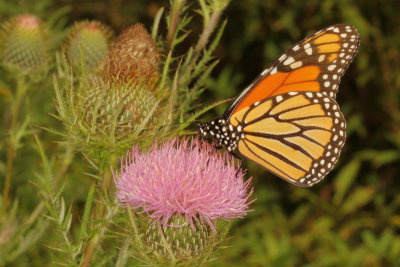 Monarch