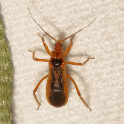 Subfamily Saicinae