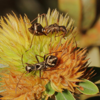 Alydus eurinus nymphs