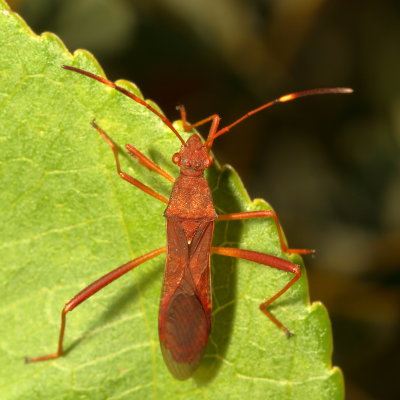 Megalotomus quinquespinosus * Lupine Bug