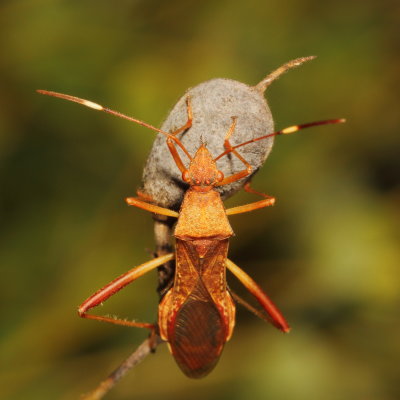 Megalotomus quinquespinosus * Lupine Bug