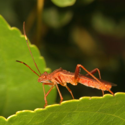 Megalotomus quinquespinosus * Lupine Bug