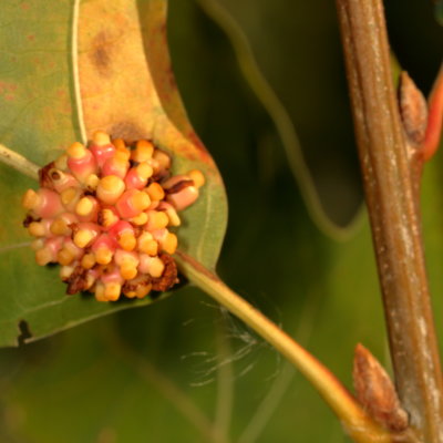 Kokkocynips decidua * Oak Wheat Gall