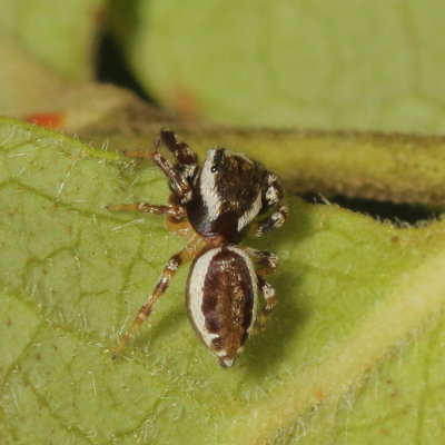 Pelegrina proterva  ♂