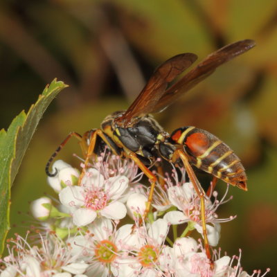 Polistes fuscatus