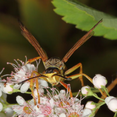 Polistes fuscatus
