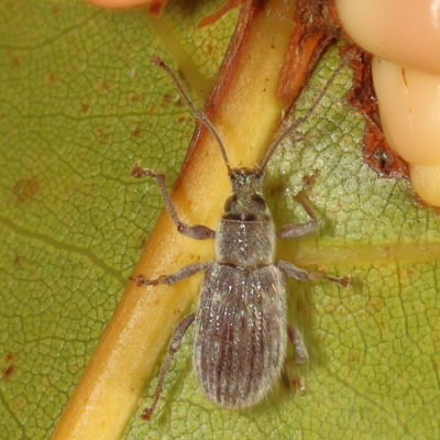 Cyrtepistomus castaneus * Asiatic Oak Weevil