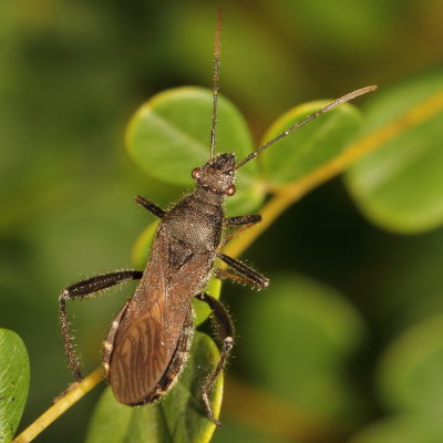 Alydidae : Broad-headed Bugs