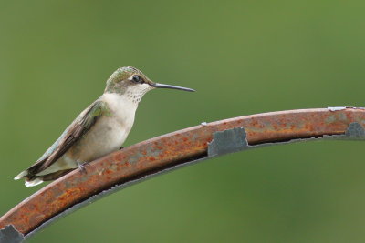 Ruby-throated Hummingbird ♀