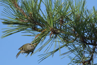 Golden-crowned Kinglet