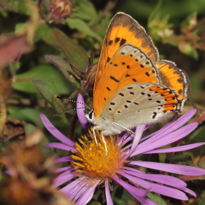 Bronze Copper