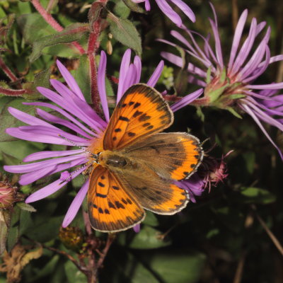 Bronze Copper ♀