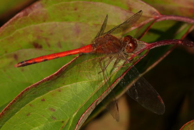 Autumn Meadowhawk ♂