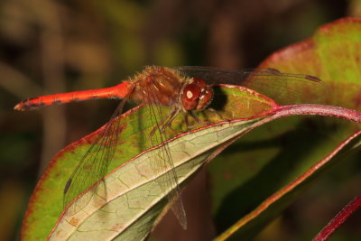 Autumn Meadowhawk ♂