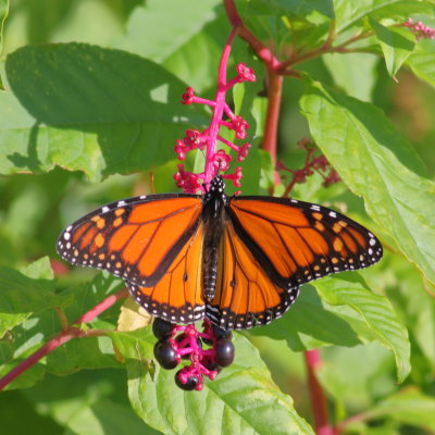 Monarch ♂