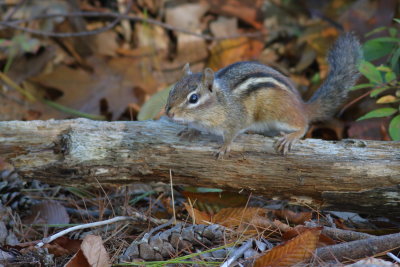 Eastern Chipmunk