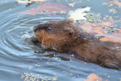 Muskrat