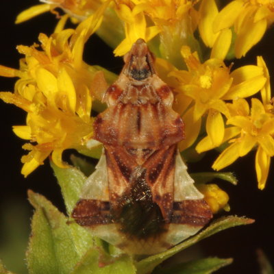 Jagged Ambush Bug