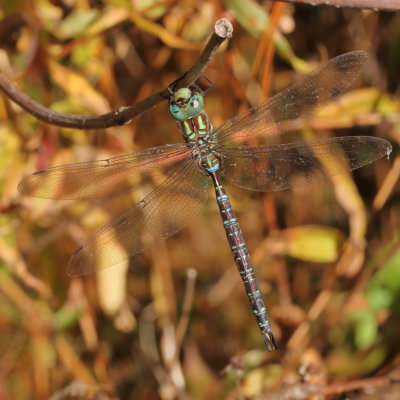 Shadow Darner ♂