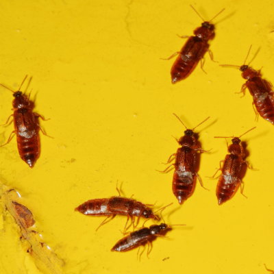 Acidota subcarinata