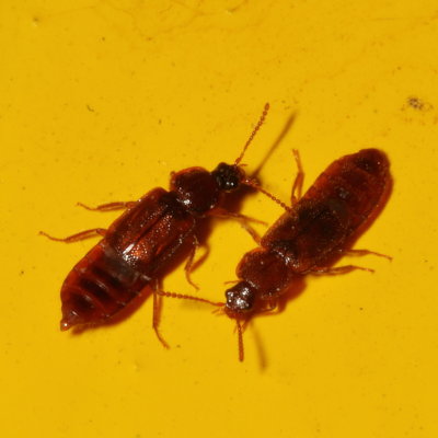 Subfamily Omaliinae : Ocellate Rove Beetles