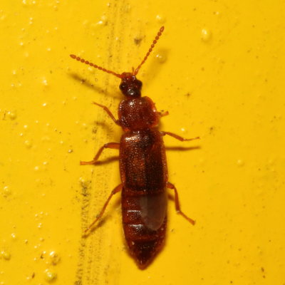 Acidota subcarinata