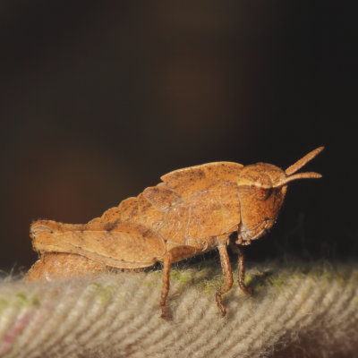 Chortophaga viridifasciata nymph 4th instar