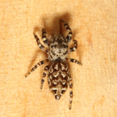 Pelegrina galathea * Peppered Jumper