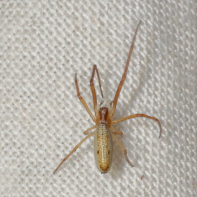 Genus Tetragnatha