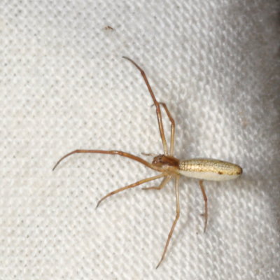 Genus Tetragnatha