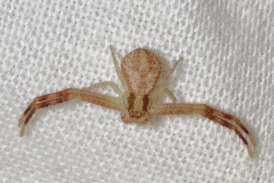 Mecaphesa asperata * Northern Crab Spider