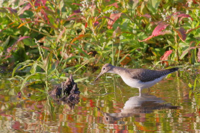 Solitary Sandpiper