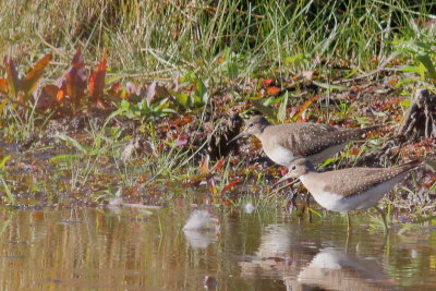 Solitary Sandpipers