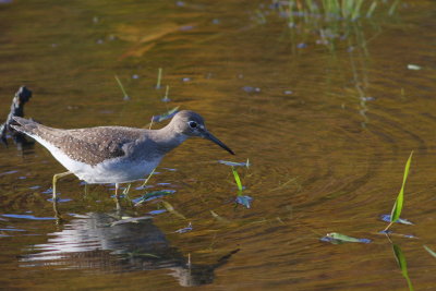 Solitary Sandpiper