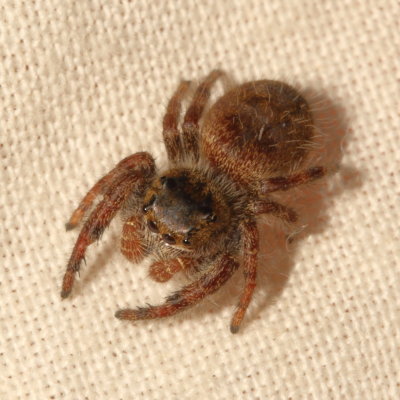 Phidippus princeps ♂